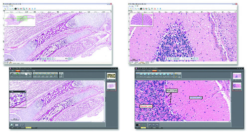 Ward's® Digital Slides: Advanced Histology Set