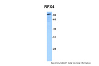 Anti-RFX4 Rabbit Polyclonal Antibody