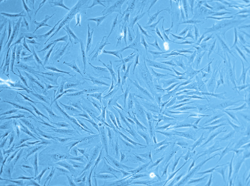 Follicle Dermal Papilla Cells (HFDPC), PromoCell