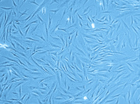 Follicle Dermal Papilla Cells (HFDPC), PromoCell