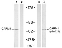 Anti-CARM1 Rabbit Polyclonal Antibody