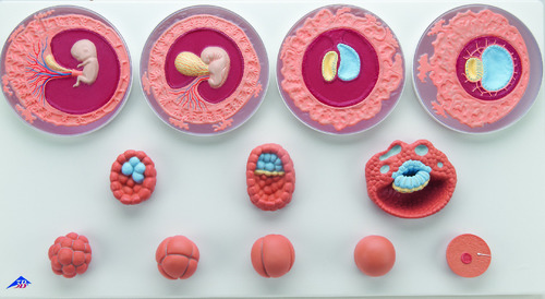 Model Embryonic Development 12 Stages