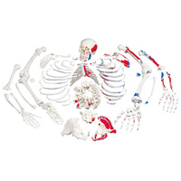 3B Scientific® Painted Disarticulated Skeleton