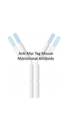 Anti-Myc Tag Mouse Monoclonal Antibody [clone: mRV19]