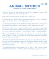 Animal Mitosis Microslides