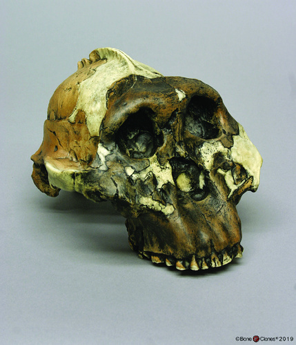 Bone Clones® <i>Australopithecus boisei</i> Craniums OH 5 (Zinjanthropus)
