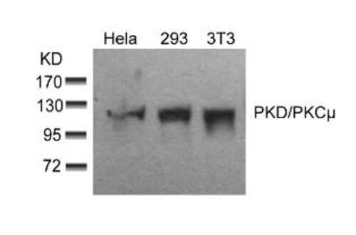 PKD/PKCmu (Ab 910) Antibody