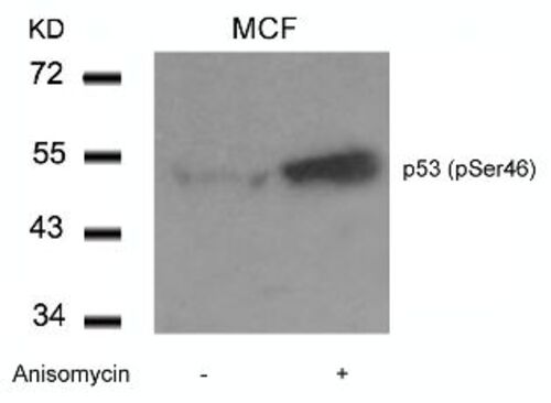 P53 (phospho Ser46) Antibody
