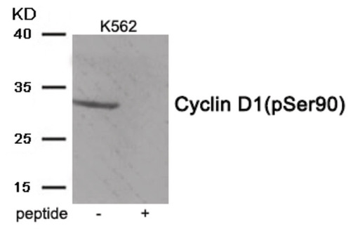 Cyclin D1 (phospho Ser90) Polyclonal Antibody 0.1mg
