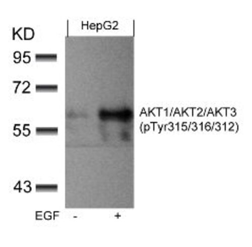 AKT1 / AKT2 / AKT3 (phospho Tyr315 / Tyr316 / Tyr312) Antibody