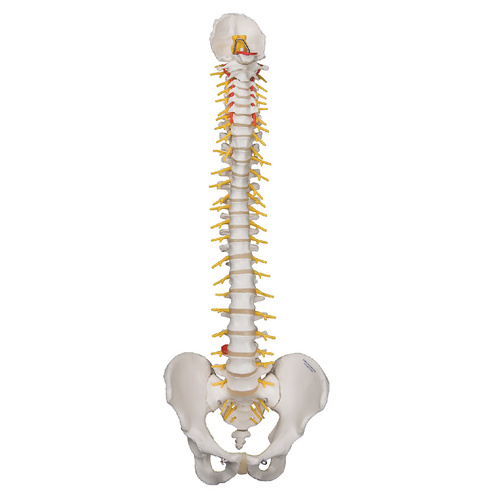 3B Scientific® Deluxe Flexible Spines