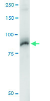 Anti-AKAP8 Mouse Monoclonal Antibody