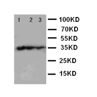 Anti-TBX21 Rabbit Polyclonal Antibody