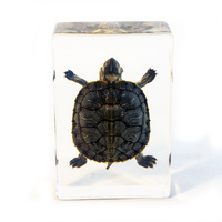 Turtle Plastomount