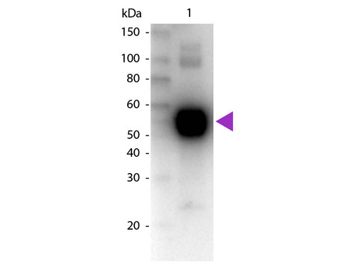 Biotin Conjugated Affinity Purified anti-Rat IgA a (alpha chain specific) [Goat]