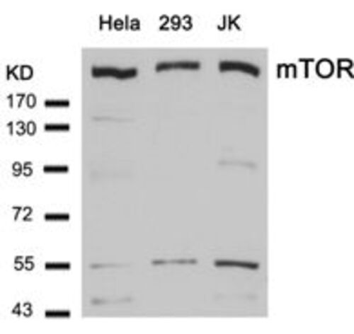 MTOR (Ab 2448) Antibody