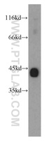 Anti-1A4 Rabbit Polyclonal Antibody