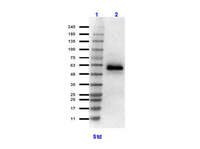 Anti-HSF1 Rabbit Polyclonal Antibody