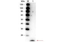 Anti-IL17A Rabbit Polyclonal Antibody (HRP (Horseradish Peroxidase))