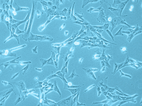 Human Pericytes from Placenta (hPC-PL), PromoCell