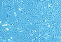 Human Uterine Fibroblasts (HUF), PromoCell