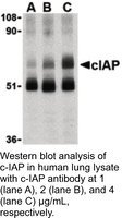 Anti-C-IAP Rabbit Polyclonal Antibody