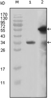 Anti-KMT2A Mouse Monoclonal Antibody [clone: 10F8D7]