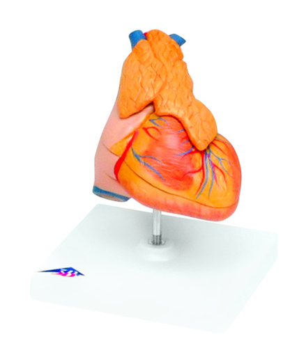 MODEL 3PT HEART