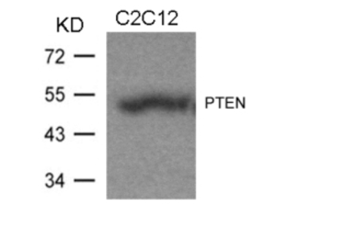 PTEN (Ab 370) Antibody