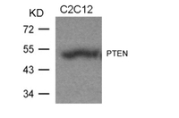 Anti-PTEN Rabbit Polyclonal Antibody
