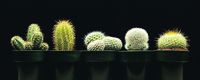 Cactus Set of 5