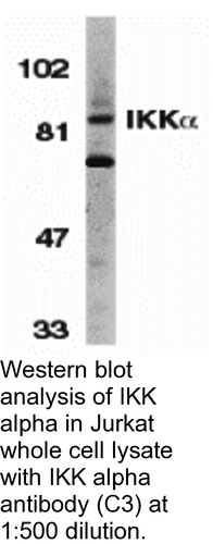 Antibody IKK ALPHA 0.1MG