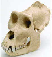 3B Scientific® Primate Skulls