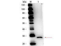 Anti-EBI3 Rabbit Polyclonal Antibody (HRP (Horseradish Peroxidase))