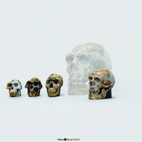 HALF SIZE HOMINID SET