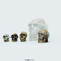 BoneClones® 1:2 Scale Hominid Skull Set