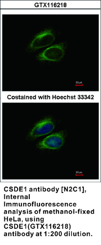 Rabbit Polyclonal antibody to CSDE1 (cold shock domain containing E1, RNA-binding)