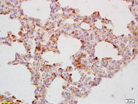 Anti-CDC40 Rabbit Polyclonal Antibody