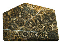 Algal Stromatolite (Cynobacteria) (PreCambrian)