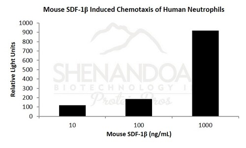 Mouse Recombinant SDF-1beta / CXCL12 (from <i>E. coli</i>)