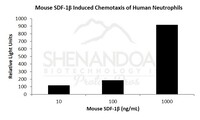 Mouse Recombinant SDF-1beta / CXCL12 (from E. coli)