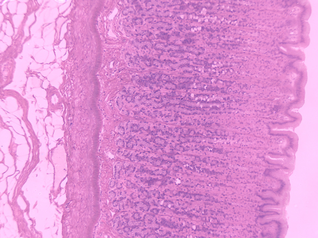 ESOPHAGUS(CS) H/E MAMMAL 3 REGIONS(UML)