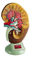 Denoyer-Geppert® Deluxe Kidney Model