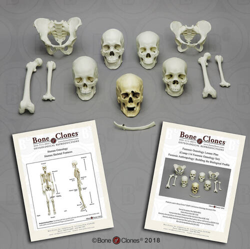 Forensic Osteology Set Human Osteology