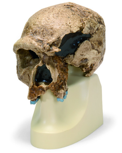 3B Scientific® Hominid Skull Reproductions