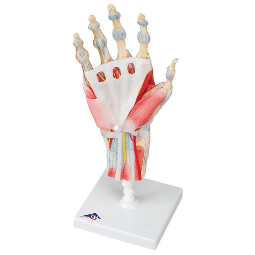 Model Hand Skeleton 33 x 18 x 18 cm