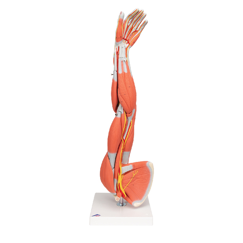 MODEL DISSECTIBLE MUSCLED ARM 6 PRTS