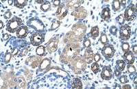 Anti-GNAS Rabbit Polyclonal Antibody