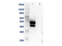 Anti-MAP2K1 Mouse Monoclonal Antibody (BAC) [Clone: 13B6.G12]