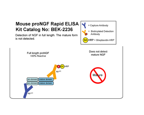proNGF Rapid ELISA Kit: Mouse and Rat, Biosensis®